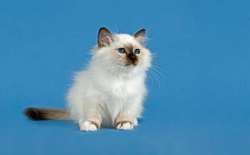 讲熊猫的作文最新8篇