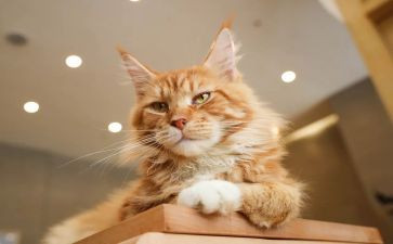 《小猫的生日》教案模板6篇