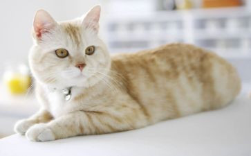 四年级《猫》的教案精选5篇