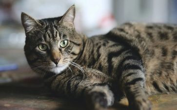 国宝大熊猫的作文最新7篇