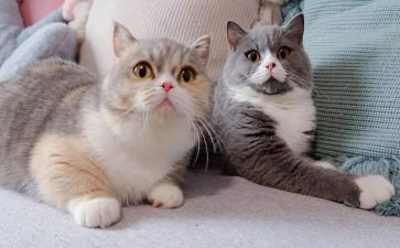 猫的一天的作文7篇