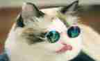 老虎猫的作文参考7篇
