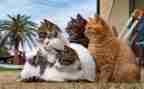 爱护猫的演讲稿推荐7篇