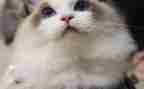 国宝大熊猫的作文优秀8篇