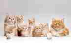 爱护猫的演讲稿通用6篇