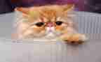 爱护猫的演讲稿7篇