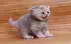 国宝大熊猫作文300字精选8篇
