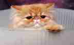 语文《猫》教案模板7篇
