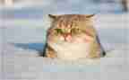 老虎猫的作文通用7篇
