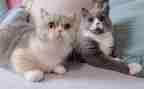 猫的一天的作文7篇