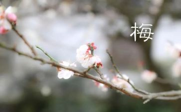 张桂梅精神的心得体会8篇