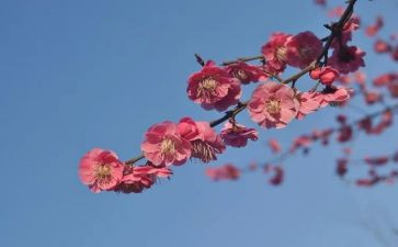 周春梅事迹心得体会5篇
