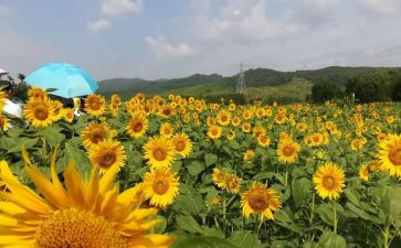 小学美术月工作计划精选5篇