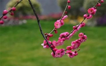 梅花桩的教案7篇