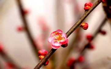 梅花桩教学反思参考5篇