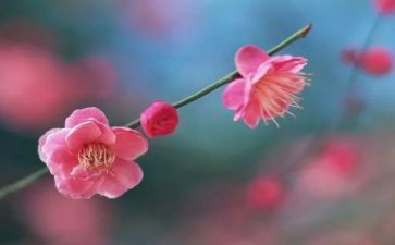 梅花优秀教案6篇