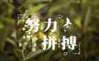 小学生名人故事演讲稿5篇