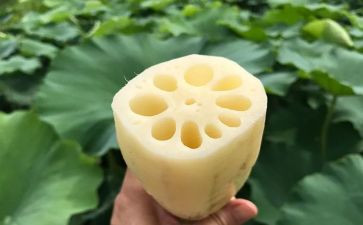 大班关于藕的教案最新5篇