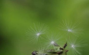 蒲公英的优秀作文6篇