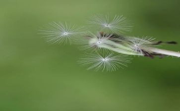 小蚂蚁和蒲公英教案6篇