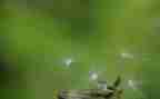 蒲公英的优秀作文6篇