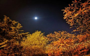 中秋思情作文600字6篇