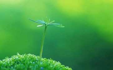 生命高考作文7篇