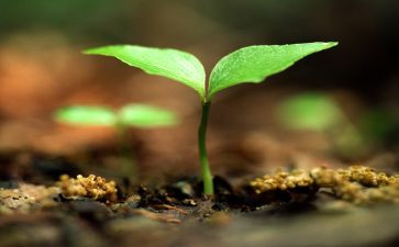 2024珍爱生命主题班会教案最新5篇