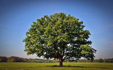 2024年企业植树节活动方案8篇