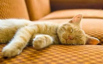 睡眠活动方案8篇