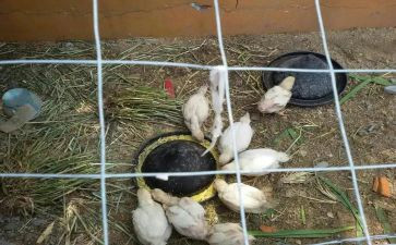 猪饲养员工作总结7篇