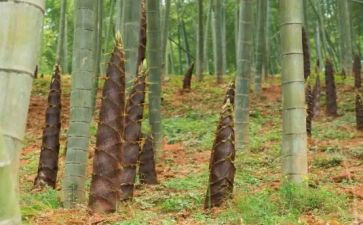 大班笋的教案推荐6篇