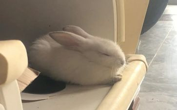 幼儿园兔子的教案7篇