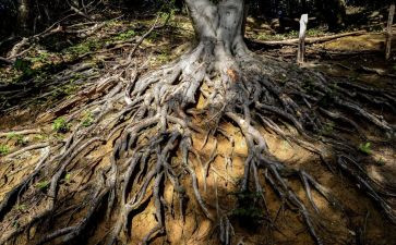 我的根在中国作文优秀5篇