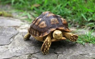 小乌龟优秀作文6篇