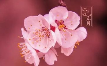 中班五月份月计划6篇