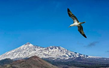 让梦想飞作文5篇