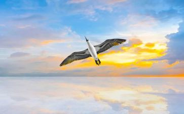 让梦想飞作文优质8篇