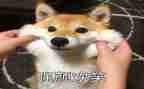 微笑面对,作文5篇