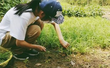小学农村校长述职报告5篇