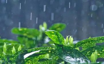 小花和雨教案7篇