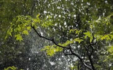 秋雨啊秋雨作文推荐6篇