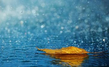 我爱春天的雨演讲稿6篇