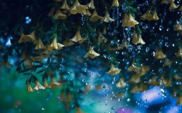 狼的孩子雨和雪心得体会推荐6篇