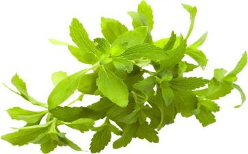 植物和水教学反思8篇