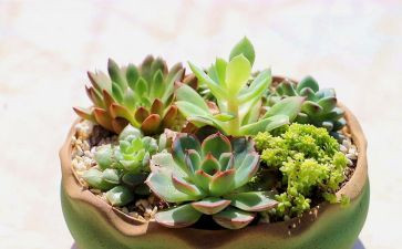 我的植物朋友作文优质5篇