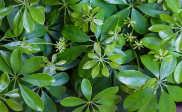 大班植物角教案7篇