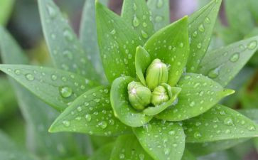 植物根的生长教案6篇