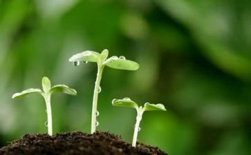种子教案及反思8篇