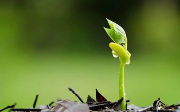 人就像一颗种子作文参考6篇